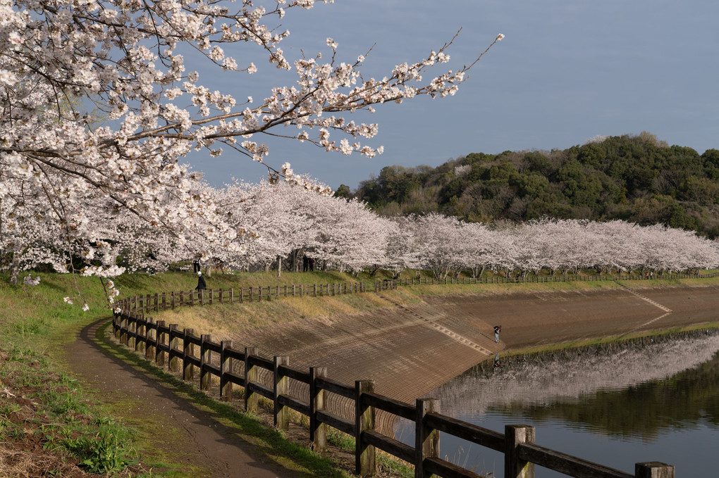 水辺の桜2022