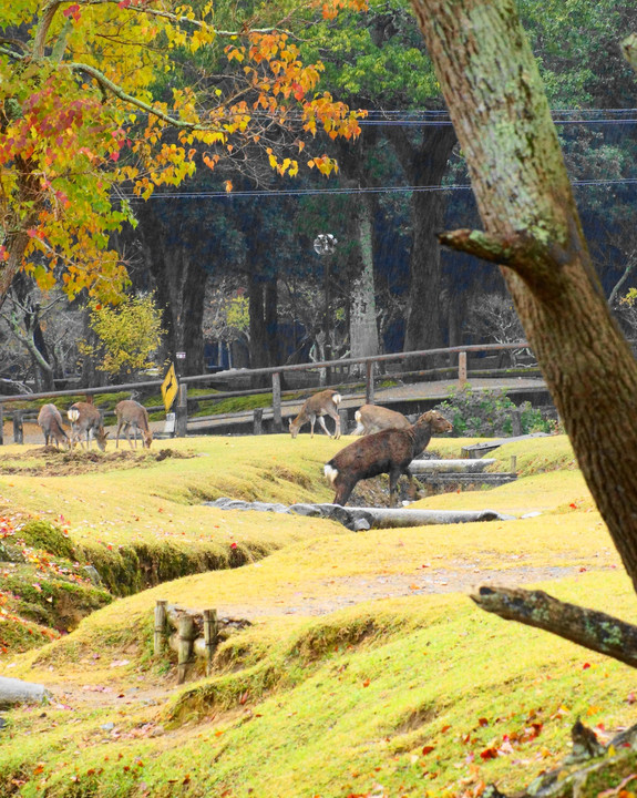 奈良公園(^^♪