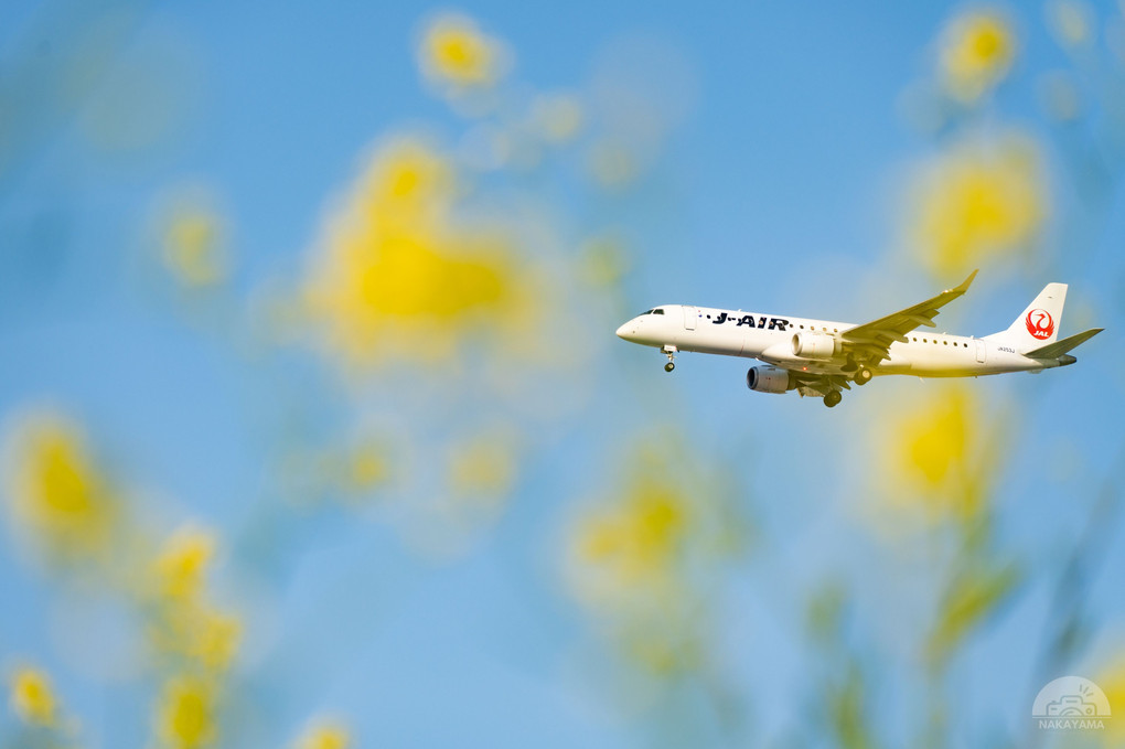 菜の花と飛行機と