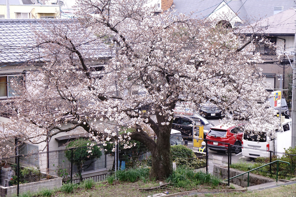 ことしも桜を見ています