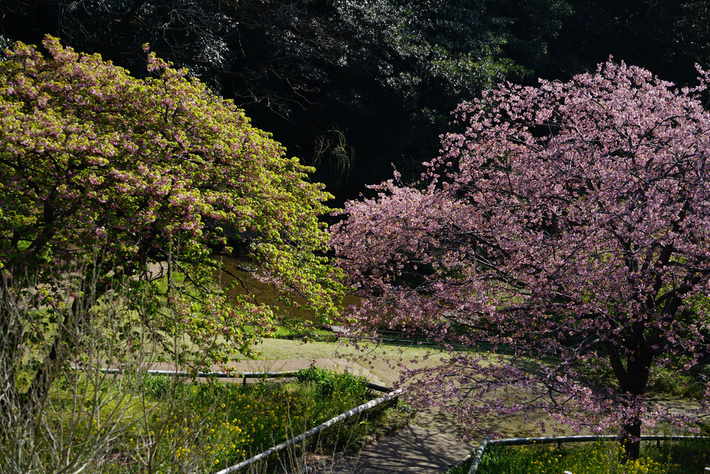 桜🌸のはずが、鳥🐦️に