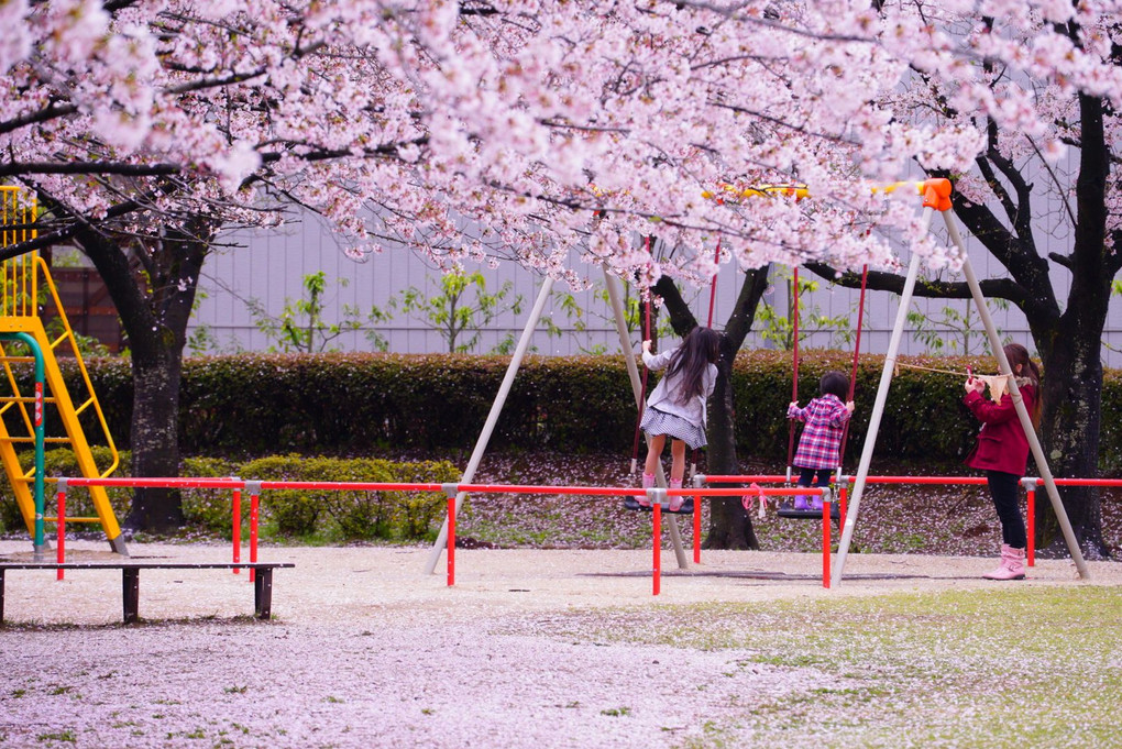 桜遊び