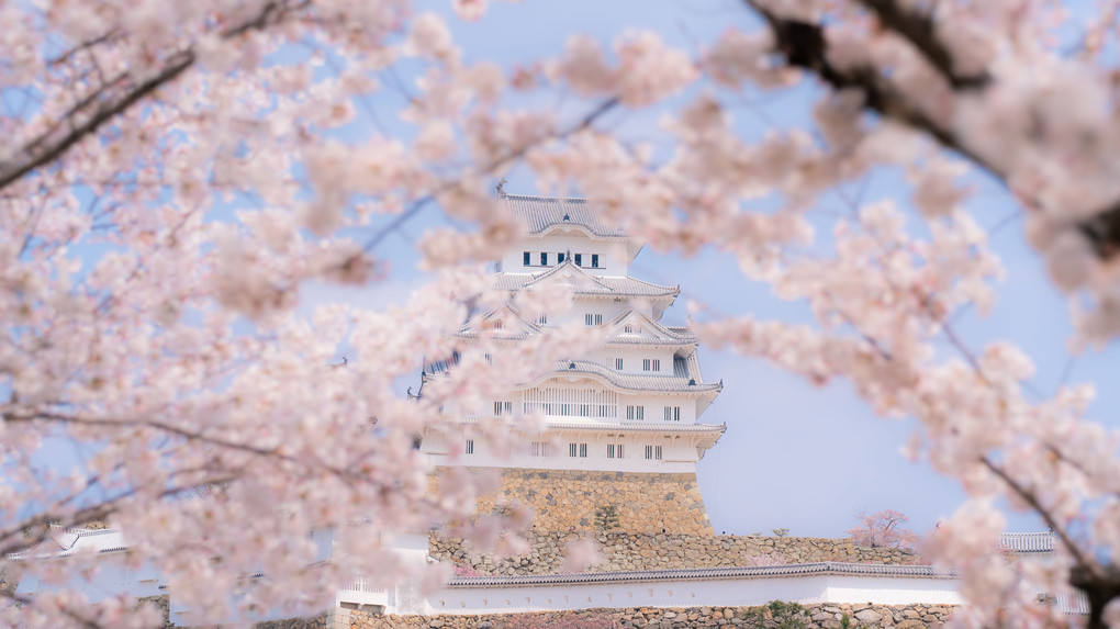 桜をくぐれば姫路城