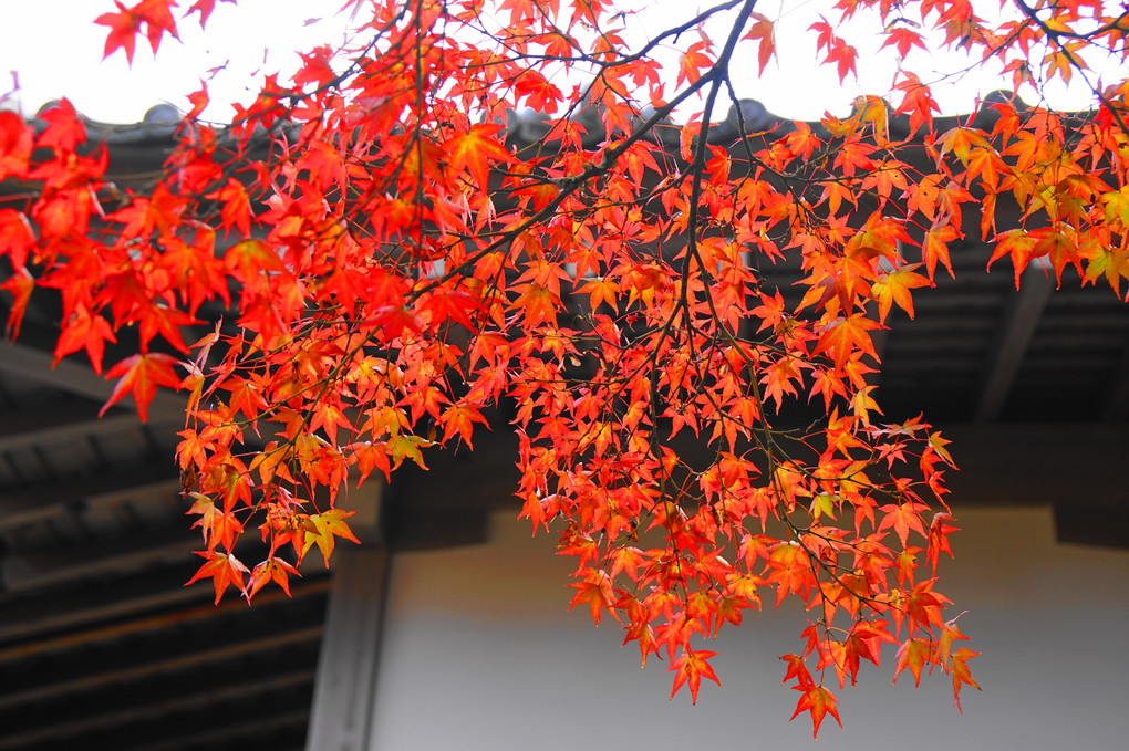 2017京都の紅葉