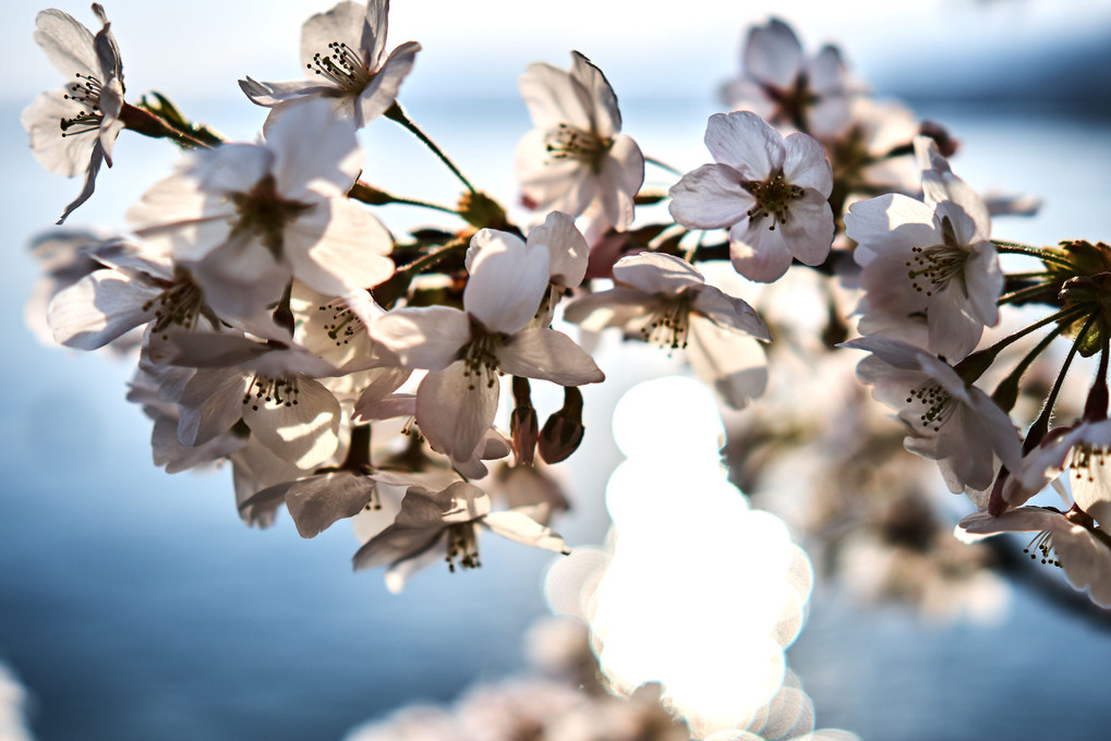 Cherry blossoming in the sun