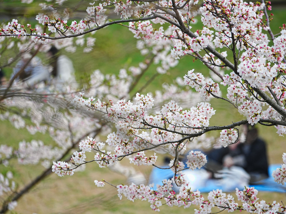 恋人たちの春：桜の下で