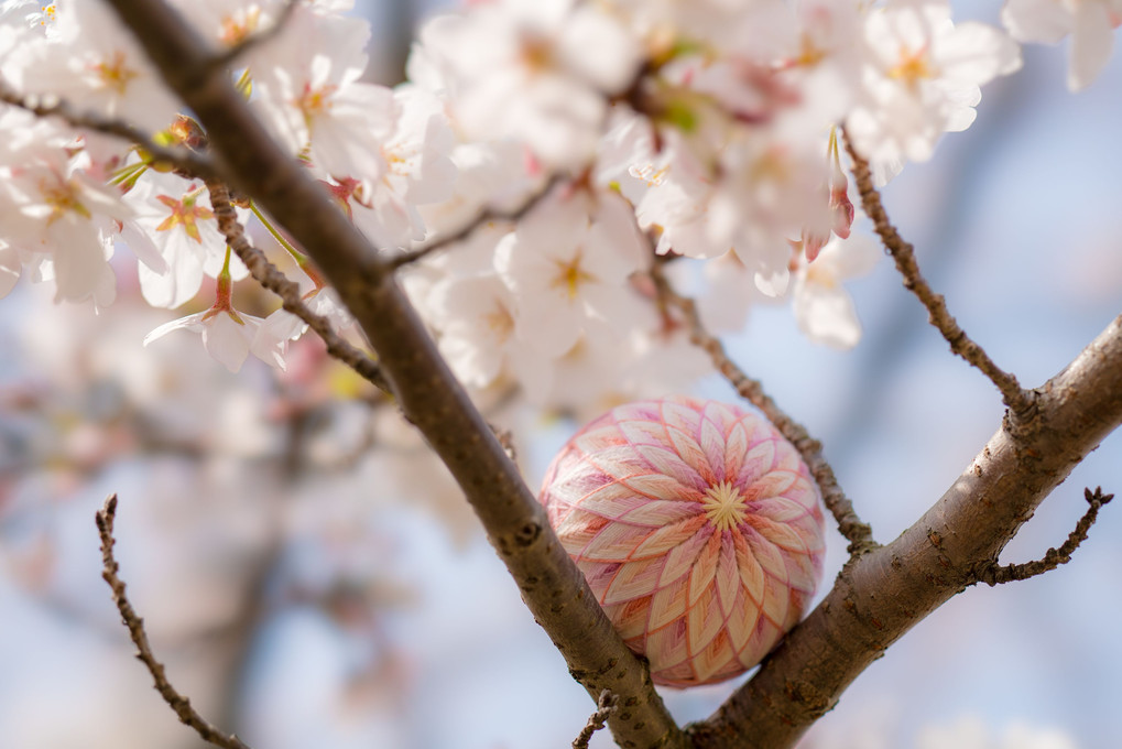 桜と菊の饗宴