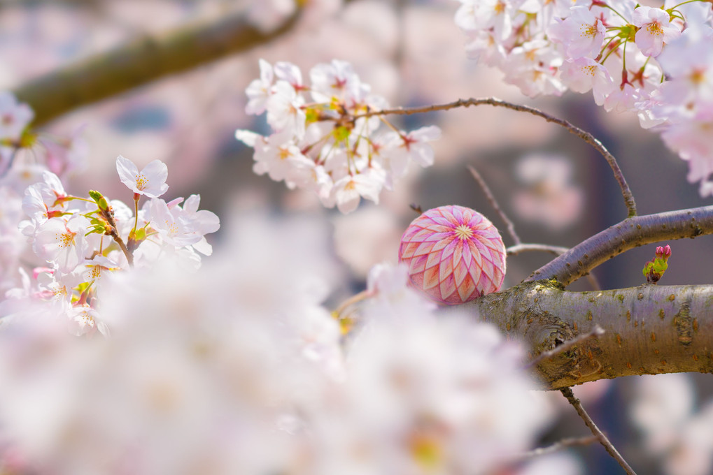 桜と菊の饗宴