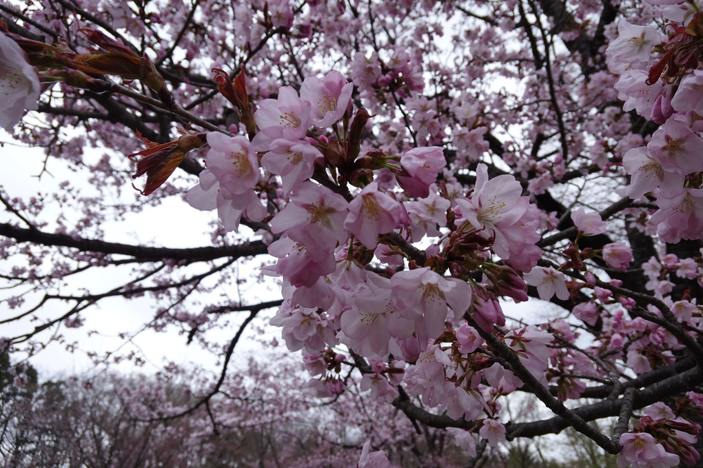 cherry blossom @MARUYAMA