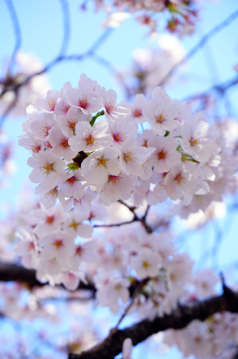 満開の桜～2018
