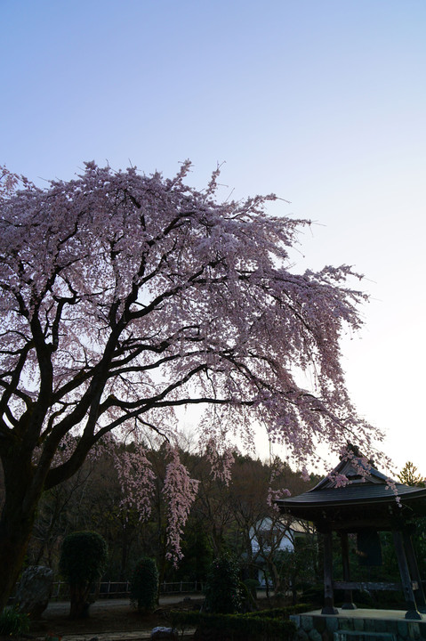 山寺の枝垂桜