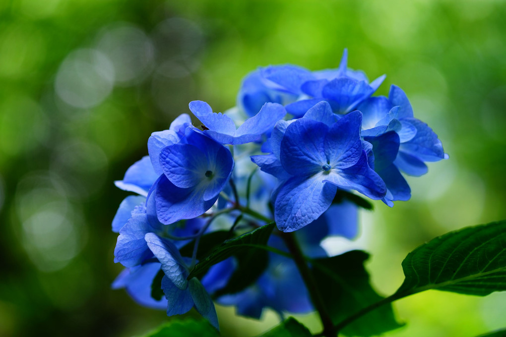 青い紫陽花2