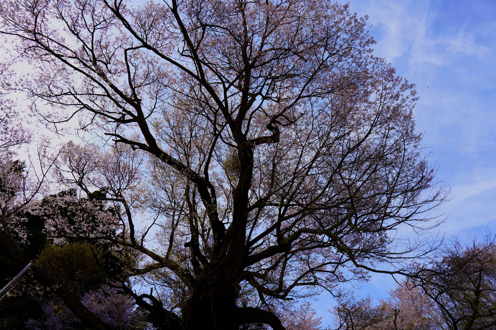 仏隆寺の千年桜