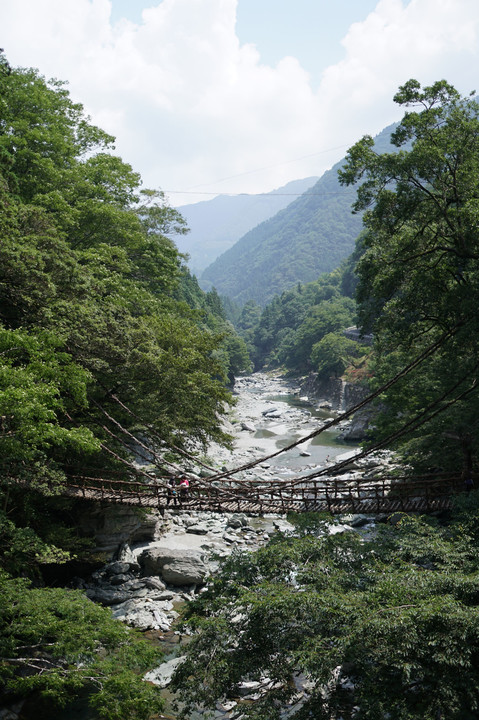 徳島県人ですが夏のかずら橋行ってきました