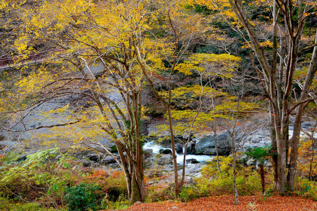 秋の遠足・秋川渓谷（１）