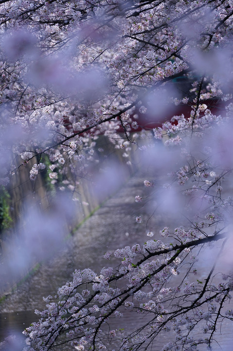 桜色の流れ