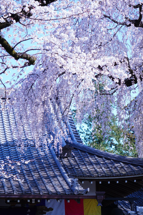 花の寺🌸枝垂れ桜🌸