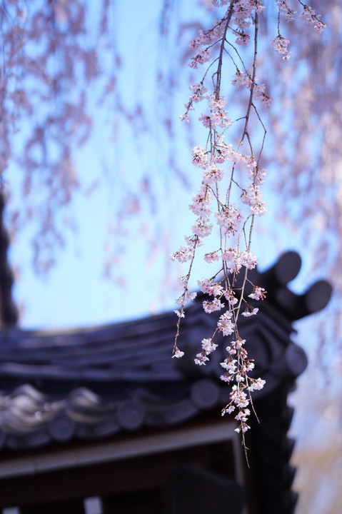 花の寺🌸枝垂れ桜🌸