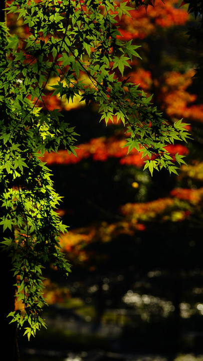 小石川の秋