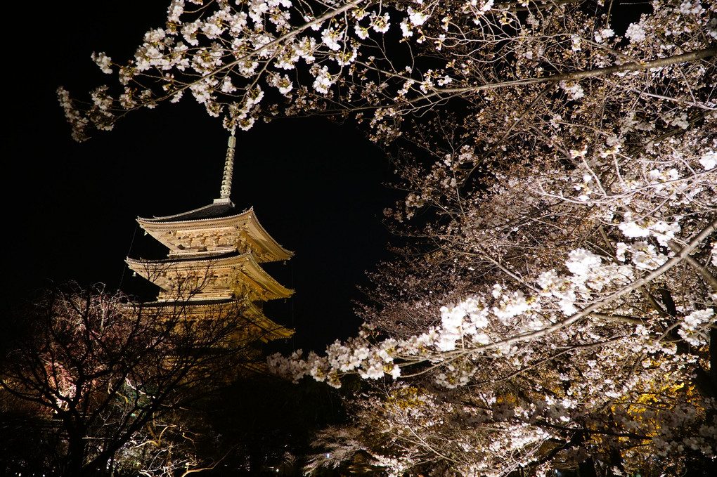 古都 東寺 春のライトアップ