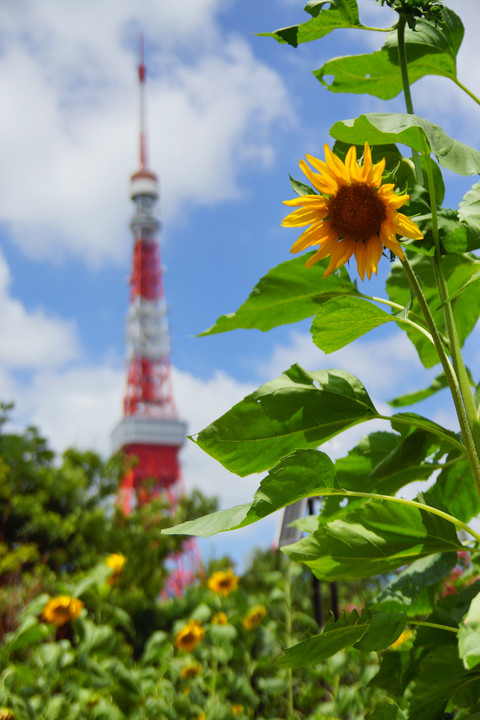 向日葵と東京タワー