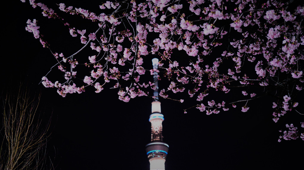 スカイツリーと大寒桜のコラボレーション