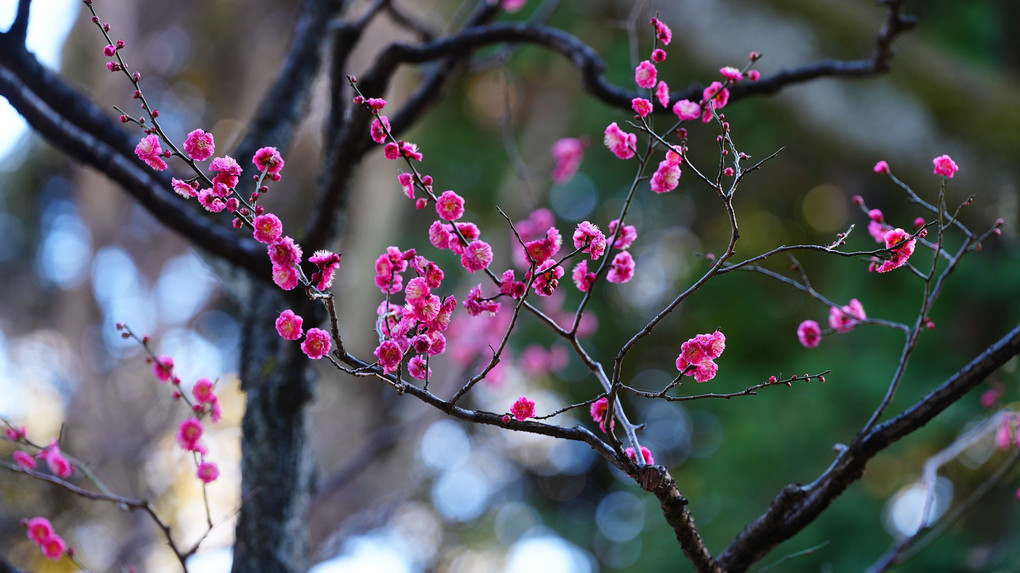 旧古河庭園の梅、和の情緒感と春の足音