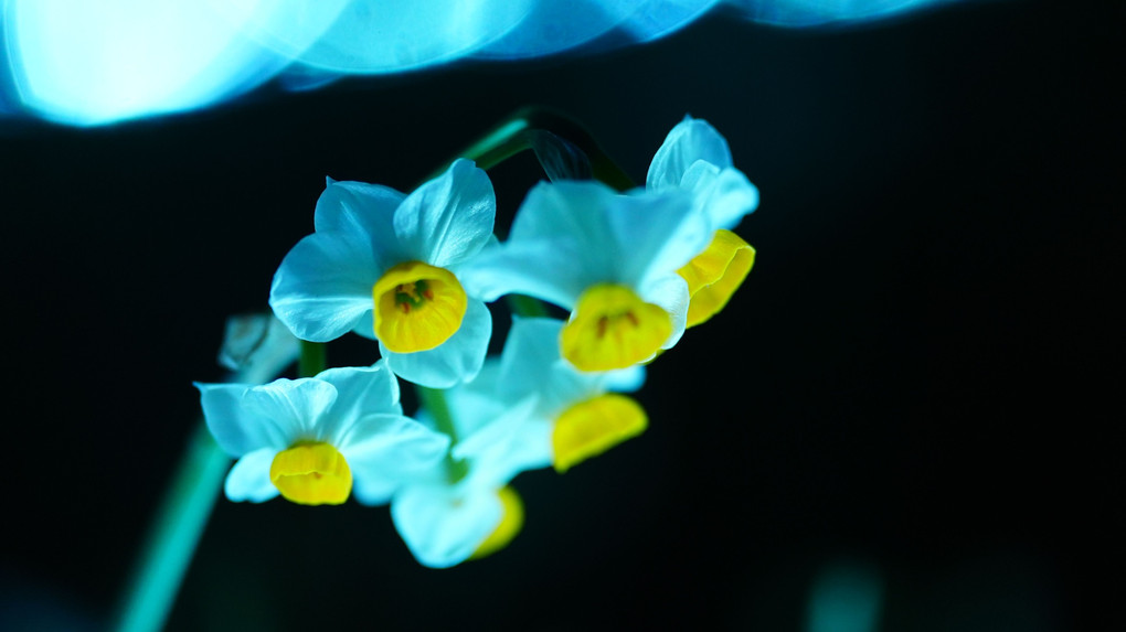 花と光のムーブメント/葛西臨海公園に約20万輪のスイセン