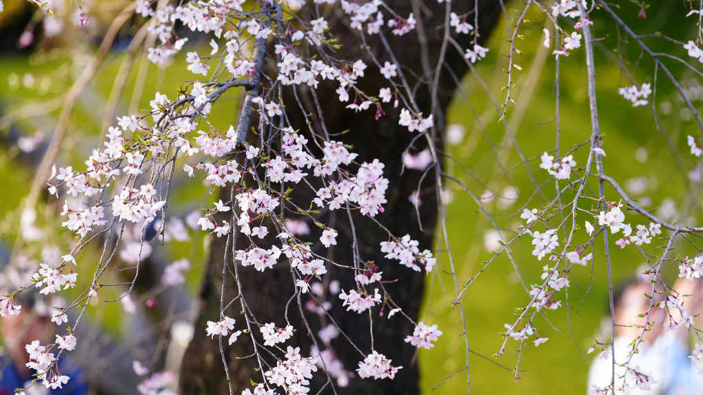 小石川後楽園の桜が見ごろ/サギ美脚で出迎え