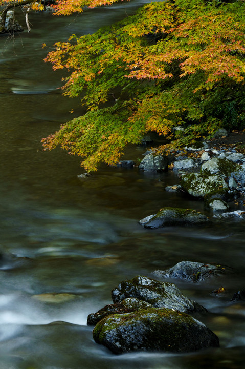 秋の桐生川