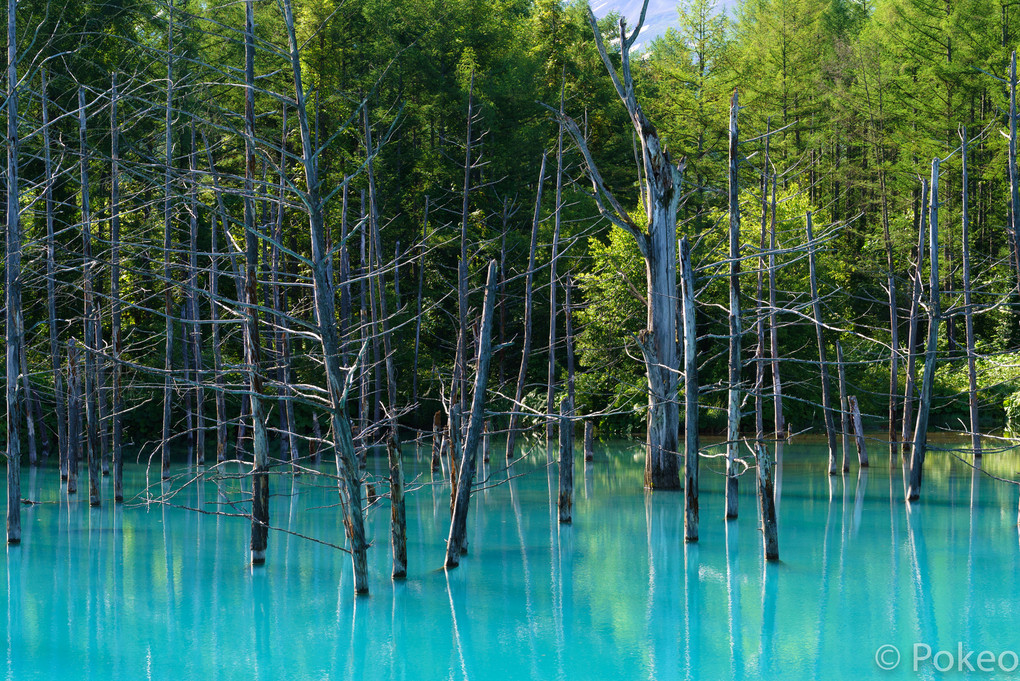 青い池の朝