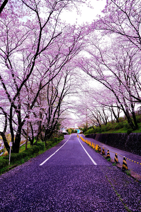 日進市桜探しの旅
