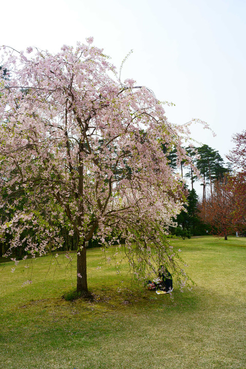 とっとり花回廊の桜