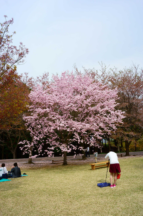 とっとり花回廊の桜