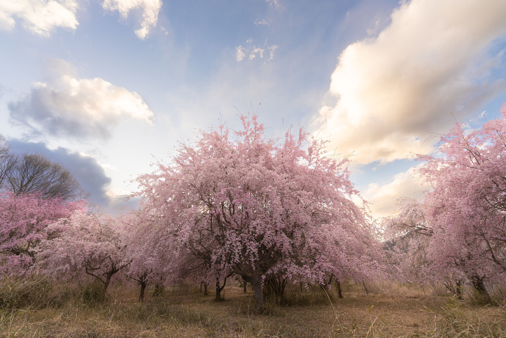 山梨の桜