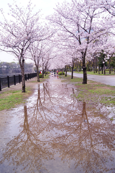 講師と行く ～満開の桜を撮りに行こう～　大阪城