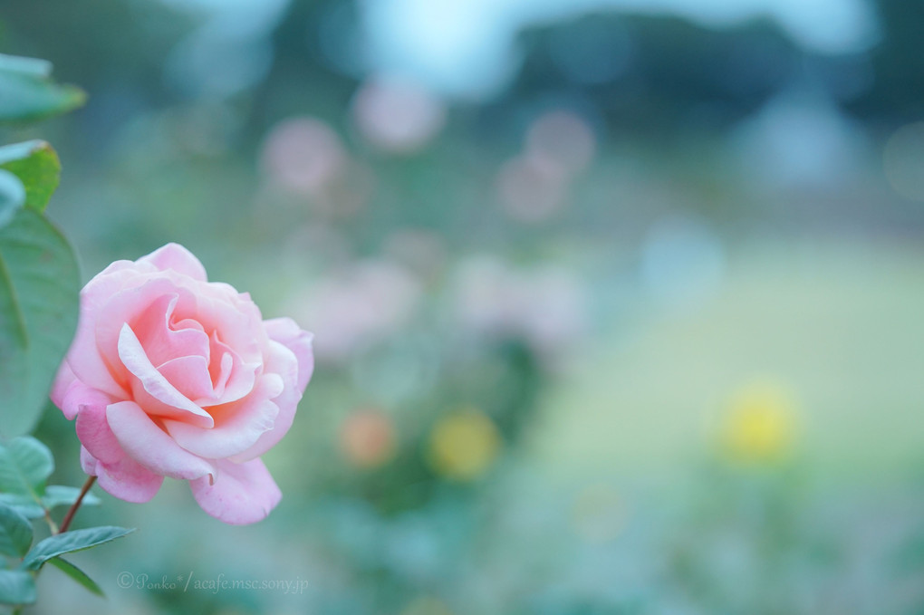 autumn＊roses