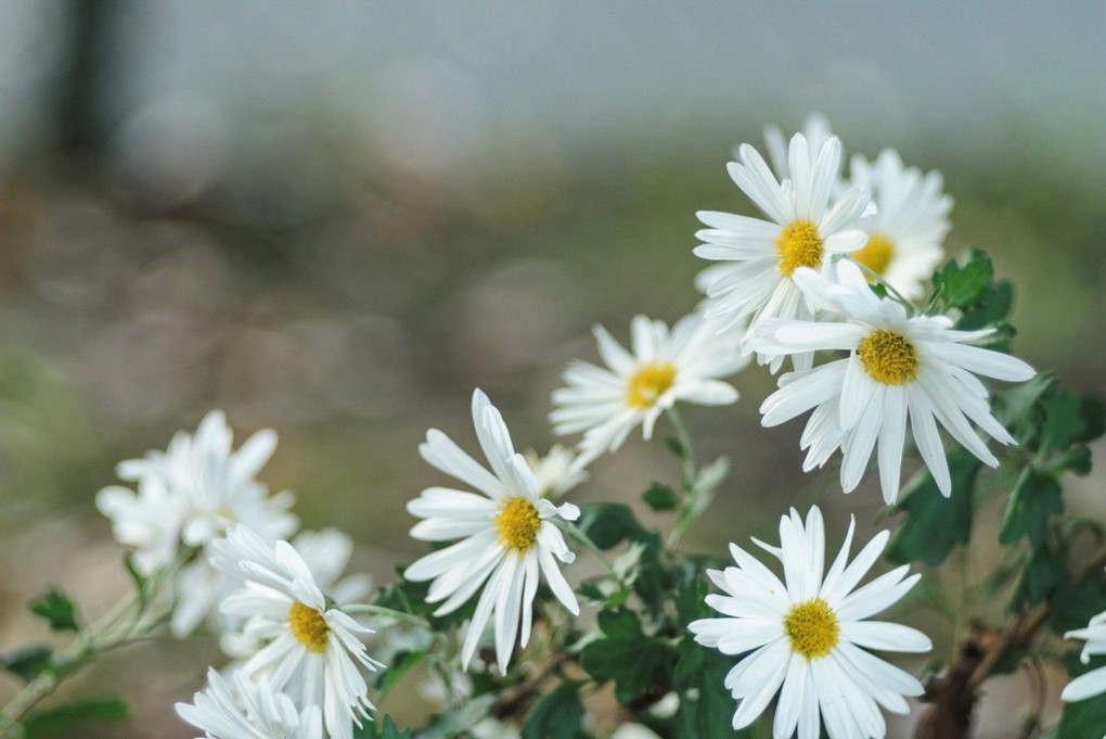 白いキクの花