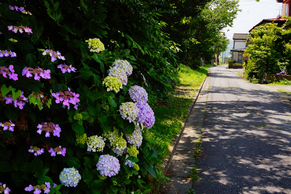 通学路の紫陽花