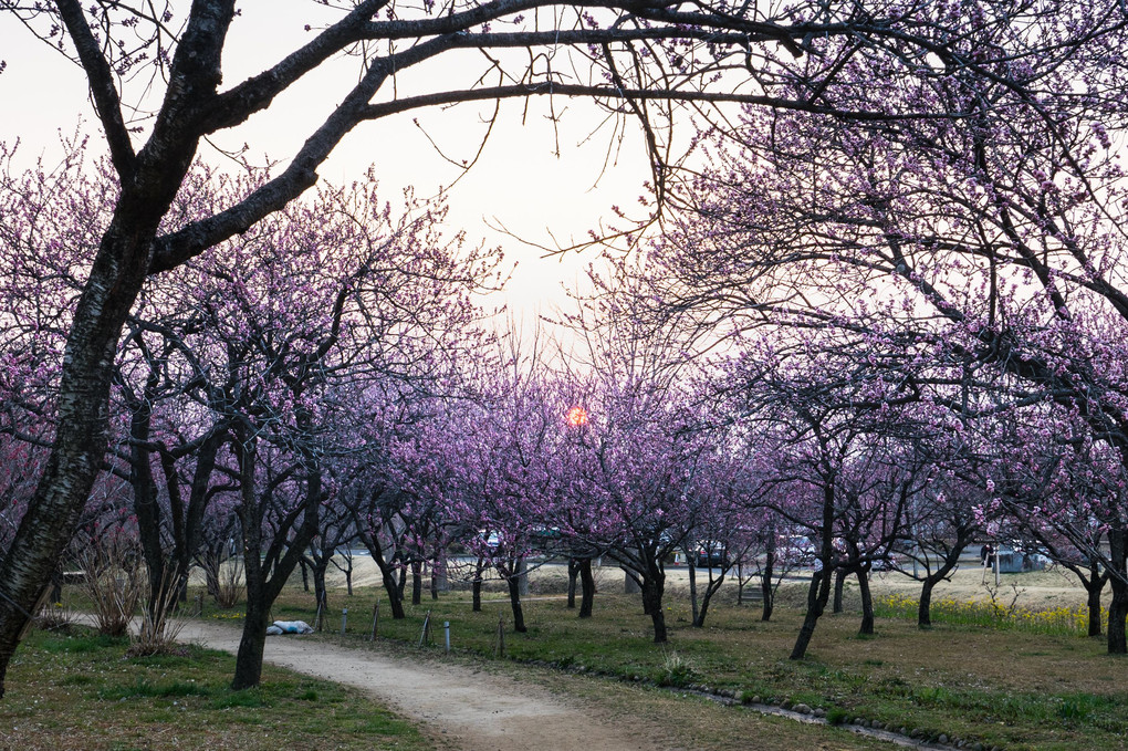 桃と桜はどこが違う？