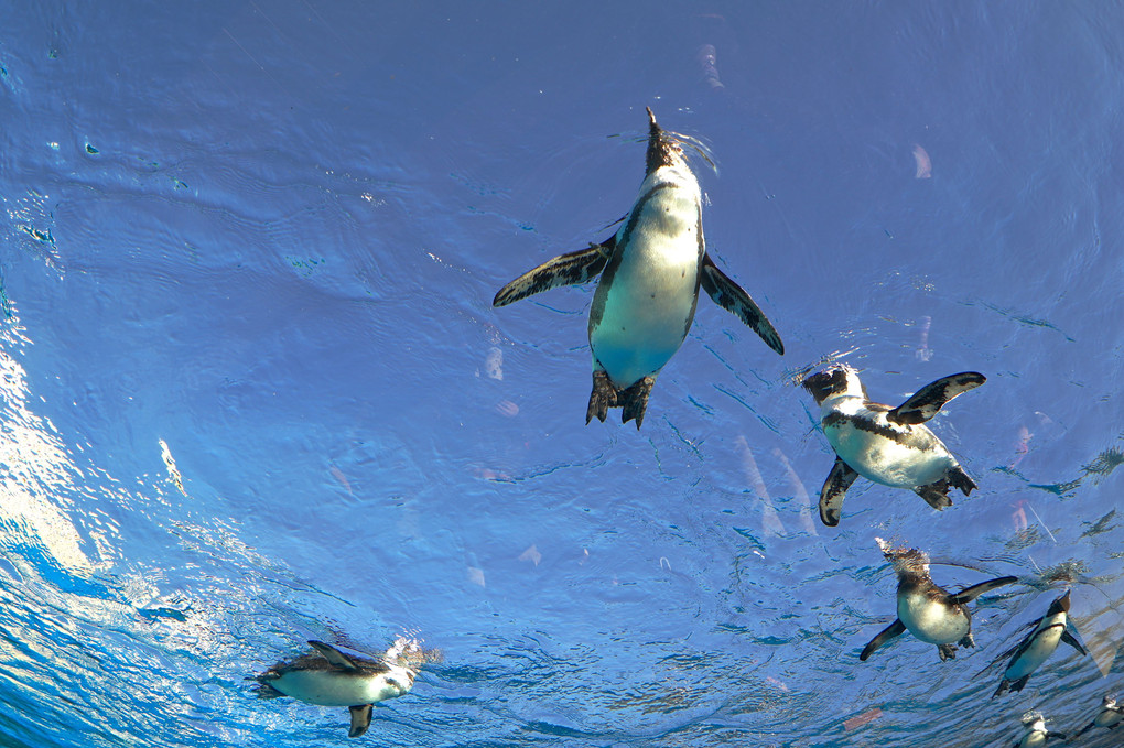 空飛ぶペンギン群