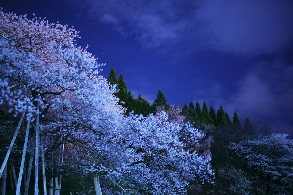 夜に眠る桜の龍