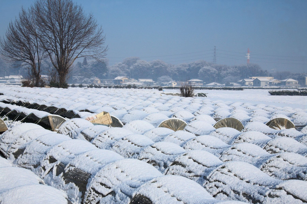 雪の野菜畑Ⅱ