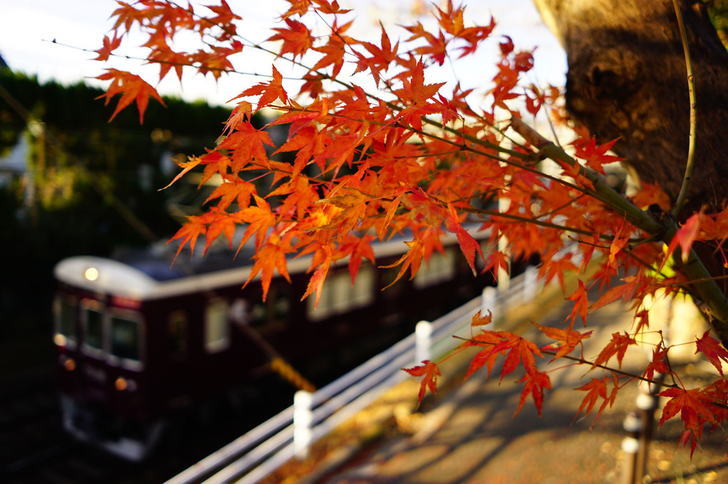 散り残った秋と阪急電車