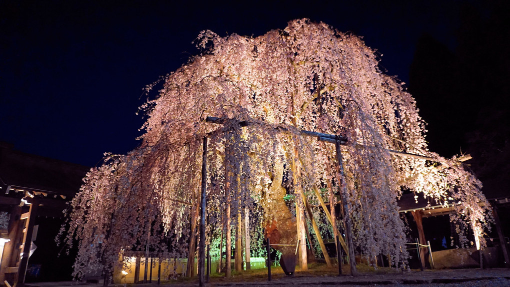 寺の桜 [夜景]