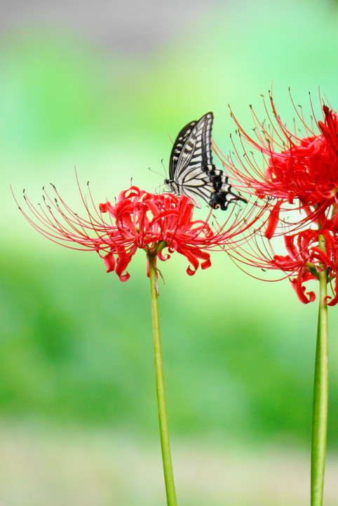 アゲハ蝶は彼岸花が好き！