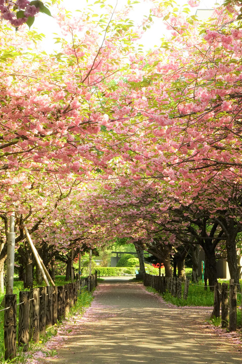 八重桜のアーチ