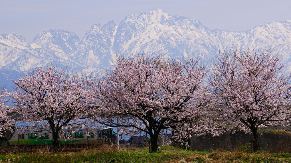 桜に剱岳