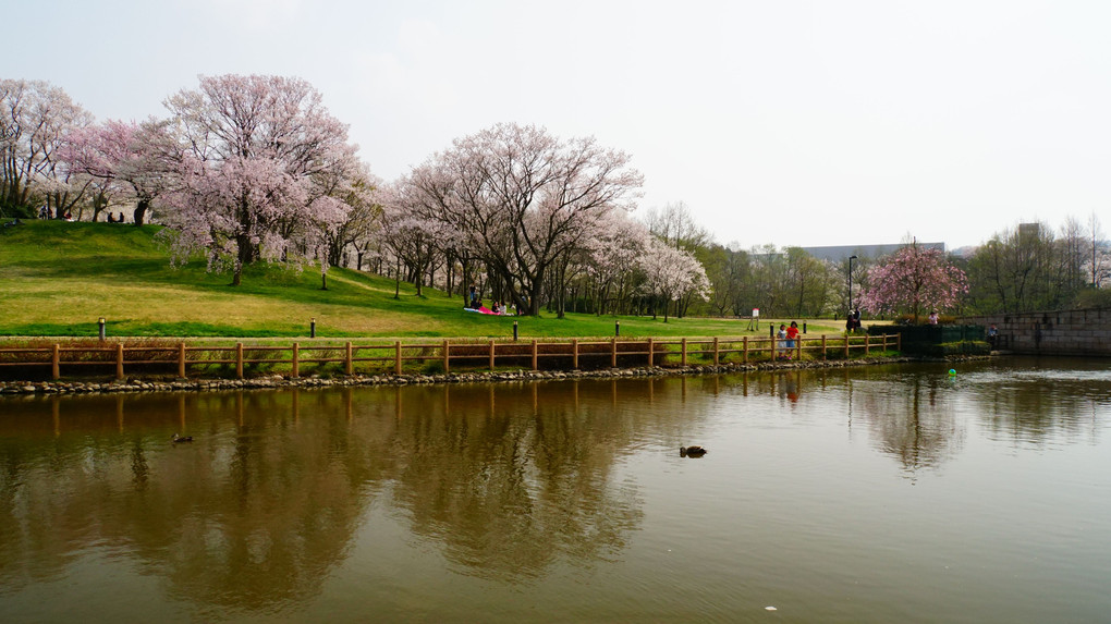 呉羽山公園都市緑化植物園の春