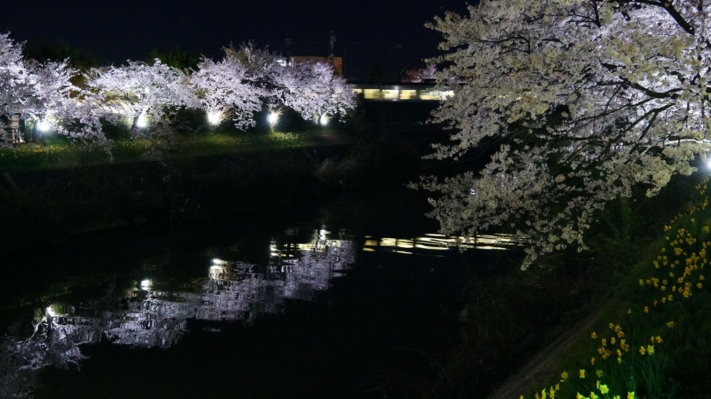 下条川で夜桜